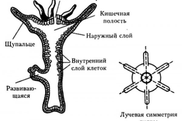 Kraken16.at